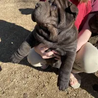 Hamburger , a male Chinese Shar-Pei for sale in Nauvoo, IL – Photo 2 of 3