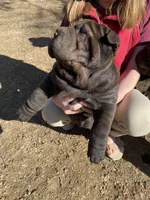 Harry , a male Chinese Shar-Pei for sale in Nauvoo, IL – Photo 5 of 10