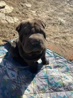 Harry , a male Chinese Shar-Pei for sale in Nauvoo, IL – Photo 1 of 10
