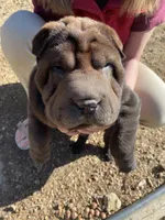 Ron, a male Chinese Shar-Pei for sale in Nauvoo, IL – Photo 2 of 9