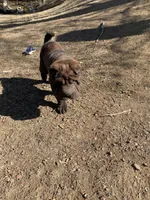 Harry , a male Chinese Shar-Pei for sale in Nauvoo, IL – Photo 3 of 10