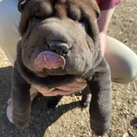 Buster, a male Chinese Shar-Pei for sale in Nauvoo, IL – Photo 1 of 4