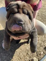 Ron, a male Chinese Shar-Pei for sale in Nauvoo, IL – Photo 1 of 9