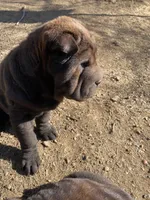 Harry , a male Chinese Shar-Pei for sale in Nauvoo, IL – Photo 9 of 10