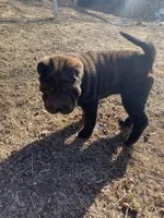 Harry , a male Chinese Shar-Pei for sale in Nauvoo, IL – Photo 2 of 10