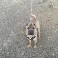 Lola, a female Chinese Shar-Pei for sale in Nauvoo, IL – Photo 3 of 3