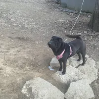 Lola, a female Chinese Shar-Pei for sale in Nauvoo, IL – Photo 2 of 3