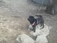 Hermione, a female Chinese Shar-Pei for sale in Nauvoo, IL – Photo 3 of 4