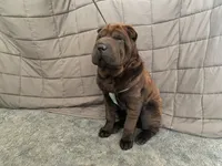 Buster, a male Chinese Shar-Pei for sale in Nauvoo, IL – Photo 9 of 9
