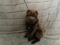 Buster, a male Chinese Shar-Pei for sale in Nauvoo, IL – Photo 5 of 9