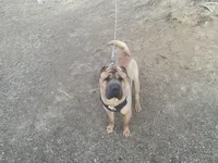 Ron, a male Chinese Shar-Pei for sale in Nauvoo, IL – Photo 9 of 9