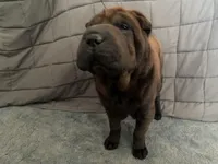 Buster, a male Chinese Shar-Pei for sale in Nauvoo, IL – Photo 8 of 9