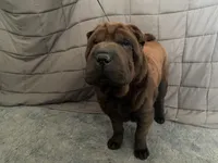 Buster, a male Chinese Shar-Pei for sale in Nauvoo, IL – Photo 7 of 9