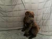 Buster, a male Chinese Shar-Pei for sale in Nauvoo, IL – Photo 6 of 9