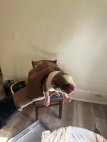 Male 2, a male American Bully for sale in Cleveland, OH – Photo 3 of 3