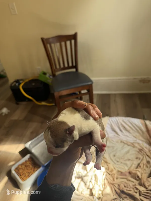 Male 2, a male American Bully for sale in Cleveland, OH – Photo 1 of 3