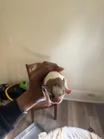 Male 2, a male American Bully for sale in Cleveland, OH – Photo 2 of 3