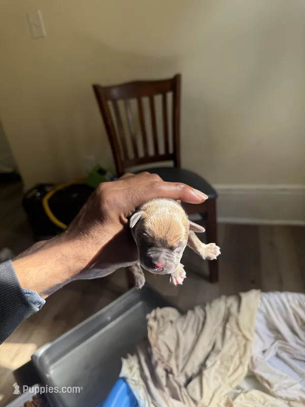 Male 1, a male American Bully for sale in Cleveland, OH – Photo 1 of 3