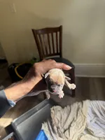 Male 1, a male American Bully for sale in Cleveland, OH – Photo 1 of 3