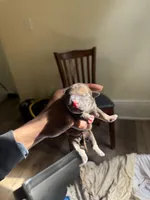 Male 1, a male American Bully for sale in Cleveland, OH – Photo 2 of 3