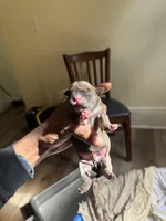 Male 1, a male American Bully for sale in Cleveland, OH – Photo 3 of 3