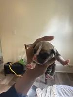 Female 1, a male American Bully for sale in Cleveland, OH – Photo 3 of 3