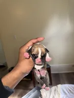 Female 1, a male American Bully for sale in Cleveland, OH – Photo 2 of 3