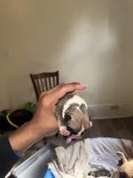 Female 1, a male American Bully for sale in Cleveland, OH – Photo 1 of 3