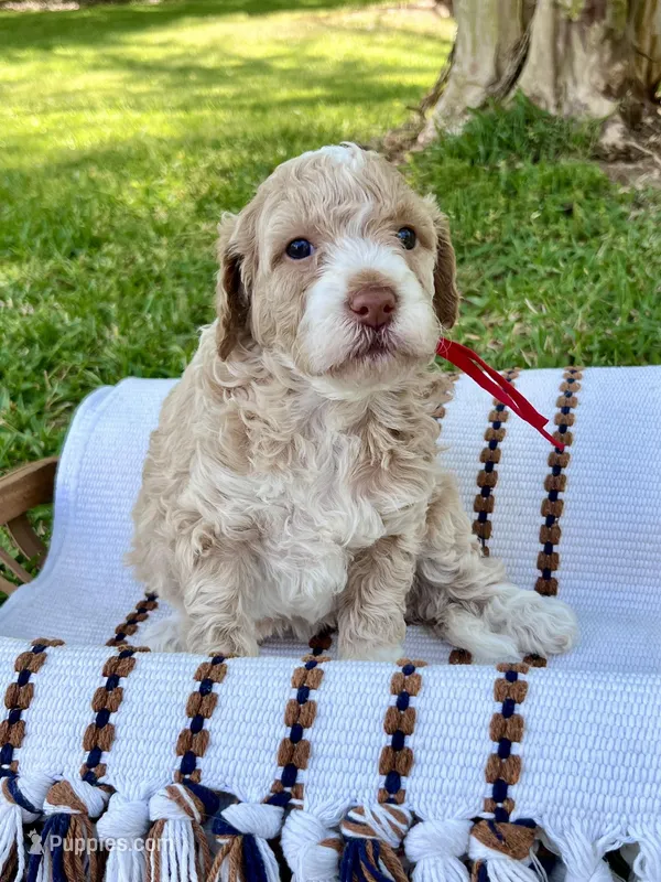 Red collar - Lily – Bernedoodle, Miniature Bernedoodle puppy for sale in Carnesville, GA