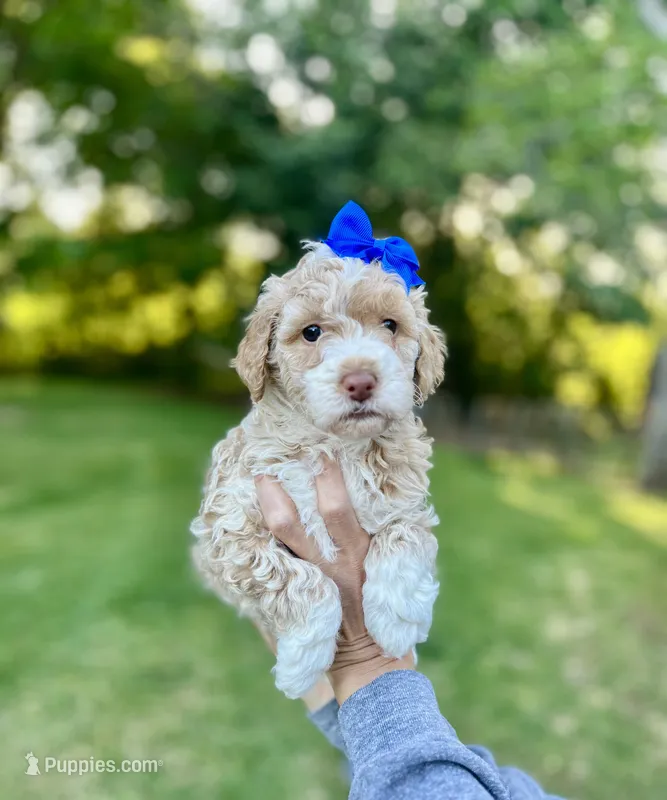 Red collar - Lily – Bernedoodle, Miniature Bernedoodle puppy for sale in Carnesville, GA