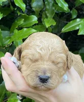Mini litter, a female Goldendoodle and Miniature Goldendoodle for sale in Carnesville, GA – Photo 6 of 7