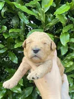 Mini litter, a female Goldendoodle and Miniature Goldendoodle for sale in Carnesville, GA – Photo 7 of 7
