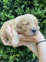 Mini litter, a female Goldendoodle and Miniature Goldendoodle for sale in Carnesville, GA – Photo 4 of 7