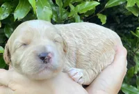 Mini litter, a female Goldendoodle and Miniature Goldendoodle for sale in Carnesville, GA – Photo 2 of 7