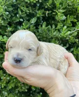 Mini litter, a female Goldendoodle and Miniature Goldendoodle for sale in Carnesville, GA – Photo 5 of 7