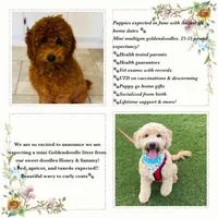 Mini litter, a female Goldendoodle and Miniature Goldendoodle for sale in Carnesville, GA – Photo 1 of 7