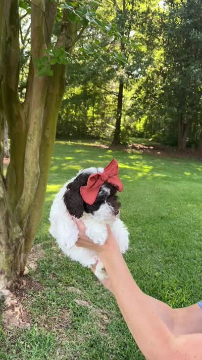 Teal collar-Iris, a female Bernedoodle and Miniature Bernedoodle for sale in Carnesville, GA – 7 of 7