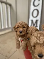 Mini Fall goldendoodle pups, a female Goldendoodle and Miniature Goldendoodle for sale in Carnesville, GA – Photo 3 of 3