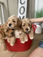 Mini Fall goldendoodle pups, a female Goldendoodle and Miniature Goldendoodle for sale in Carnesville, GA – Photo 2 of 3