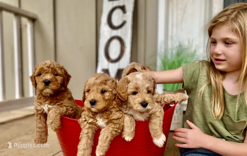 Mini Fall goldendoodle pups, a female Goldendoodle and Miniature Goldendoodle for sale in Carnesville, GA – Photo 1 of 3