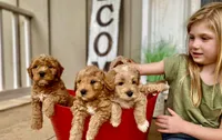 Mini Fall goldendoodle pups, a female Goldendoodle and Miniature Goldendoodle for sale in Carnesville, GA – Photo 1 of 3