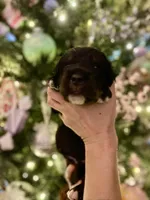 Rockin around the Christmas 🎄, a male Bernedoodle for sale in Carnesville, GA – Photo 5 of 10