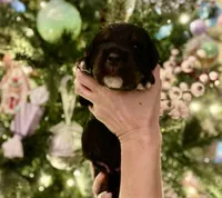 Rockin around the Christmas 🎄, a male Bernedoodle for sale in Carnesville, GA – Photo 4 of 10