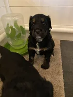 Rockin around the Christmas 🎄, a male Bernedoodle for sale in Carnesville, GA – Photo 2 of 10