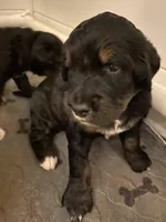 Rockin around the Christmas 🎄, a male Bernedoodle for sale in Carnesville, GA – Photo 3 of 10