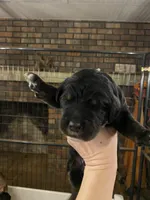 Rockin around the Christmas 🎄, a male Bernedoodle for sale in Carnesville, GA – Photo 8 of 10