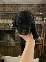 Rockin around the Christmas 🎄, a male Bernedoodle for sale in Carnesville, GA – Photo 9 of 10