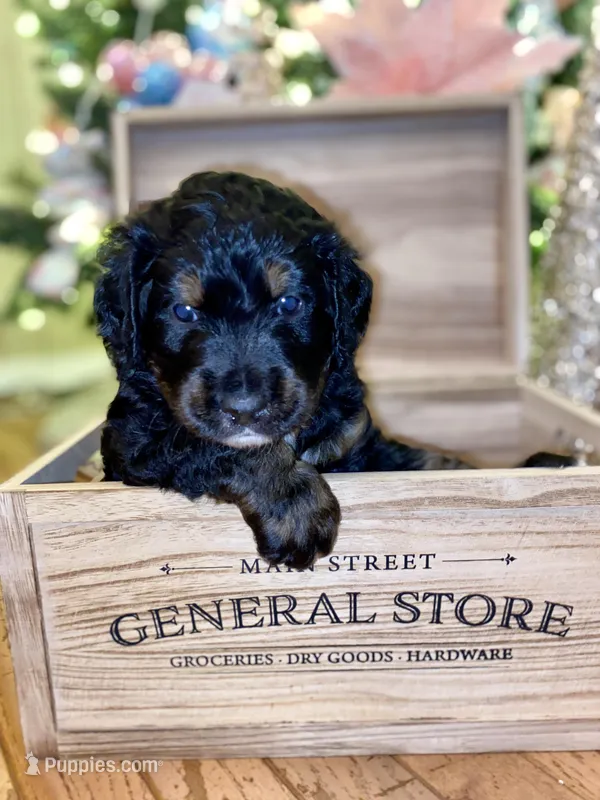Rockin around the Christmas 🎄, a male Bernedoodle for sale in Carnesville, GA – Photo 1 of 10