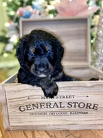 Rockin around the Christmas 🎄, a male Bernedoodle for sale in Carnesville, GA – Photo 1 of 10