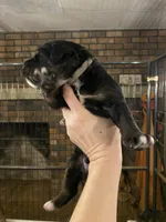Rockin around the Christmas 🎄, a male Bernedoodle for sale in Carnesville, GA – Photo 6 of 10